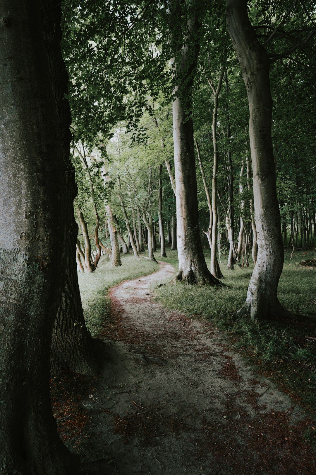 Autumn forest path along the Danish coastline